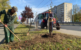 В Ярославле в этом году высадят более двух тысяч деревьев