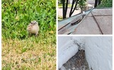 Птенцы чаек осваивают ярославский музей-заповедник