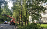 Мэр Ярославля дает 24 часа на спил аварийных деревьев