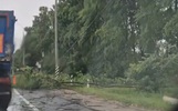 В Ярославской области ветер повалил деревья на дороги