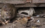 В Ярославле крысы облюбовали надземный переход 
