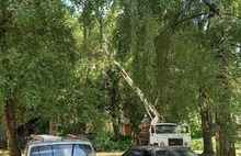 Ректор ярославского госуниверситета рассказал, зачем пилят деревья в сквере на Советской