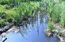 В Ярославле поднимут архивы, чтобы найти причину загрязнения Пятовского ручья