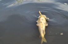 В ярославских реках гибнет рыба