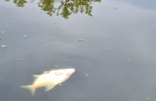 В ярославских реках гибнет рыба