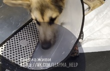 Благодаря вологодским врачам собака из Ярославля с перерубленными лапами пытается ходить