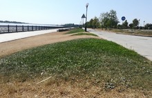 После требований мэра Ярославля трава на Стрелке не позеленела