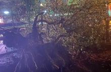 Проспект Машиностроителей в Ярославле завалило поваленными ураганом деревьями