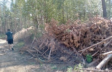 Сосны «зазвенели»: депутаты выяснят, почему часть Прусовского леса не вошла в зеленый пояс Ярославля