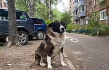 В Ярославле жители Пятерки встали на защиту пса Шарика и его будки