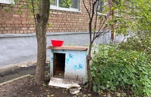 В Ярославле жители Пятерки встали на защиту пса Шарика и его будки