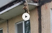 «Жертва концлагеря»: под Ярославлем спасли свисающую с балкона собаку   