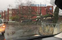 В Ярославле ураган повалил деревья: затруднено движение на проспекте Ленина