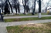 В Ярославле расследуют вырубку деревьев в Демидовском сквере