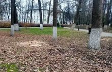 В Ярославле расследуют вырубку деревьев в Демидовском сквере