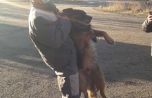 «Тащили, как кусок мяса»: в Ярославской области с жителей поселка требуют «выкуп» за отловленных собак