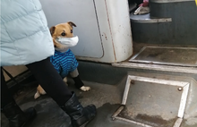 Ярославцев умилила законопослушная собака, ехавшая в автобусе в маске