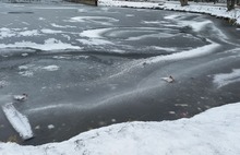 В Ярославле посетители парка «любуются» вмерзшими в лед утиными трупами