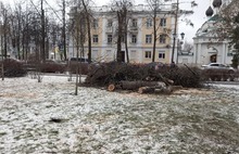 «25 ясеней к спилу»: в Ярославле в Демидовском сквере стало еще больше пеньков