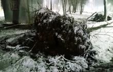 В Ярославле в благоустроенном парке падают деревья и столбы освещения