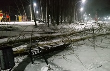 В Ярославле в благоустроенном парке падают деревья и столбы освещения