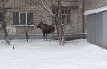 В Ярославле лось зашел в заволжские дворы