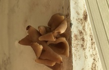 В здании ярославской детской больницы растут грибы и плесень