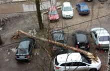 В Ярославле на припаркованные на газоне машины рухнуло дерево