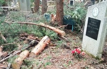 На кладбище в Ярославле спиленные деревья бросили на могилах