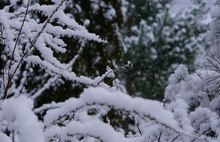 В Ярославской области выпал снег: видео