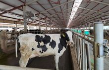 Молока станет на 18 тысяч тонн больше: в Ярославской области открылась новая ферма