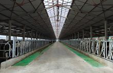 Молока станет на 18 тысяч тонн больше: в Ярославской области открылась новая ферма