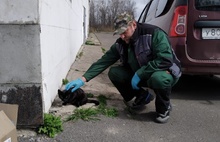 В Ярославской области два бездомных пса самостоятельно пришли на прививку