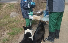 В Ярославской области два бездомных пса самостоятельно пришли на прививку