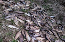 Ярославец наткнулся на гору погибшей рыбы в заволжском лесу