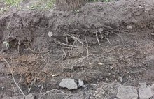 В Ярославле вдоль забора Юбилейного парка «благоустроители» уничтожают липы