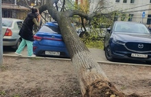 «Варламов не убедил»: ярославская градозащитница о падении дерева в сквере на Чайковского