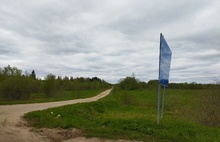 Жители Ярославской области возмущены вырубкой еловой рощи в Даниловском районе