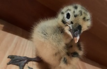 Спасенного в Рыбинске птенца чайки «усыновила» кошка