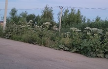 Жители Ярославского района просят врио губернатора разобраться с борщевиком