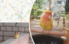 В Ярославле попугай вернулся к хозяевам после путешествия по Брагино