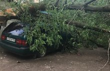 В Ярославле управляющая компания отказывается убрать дерево, упавшее на машину