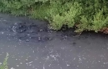 «Молочная река» под Ярославлем окрасилась в черный цвет