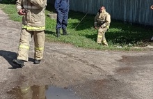 В Ярославской области пожарные спасли щенят из водосточной трубы