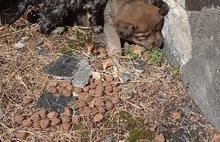 В Ярославской области пожарные спасли щенят из водосточной трубы