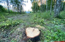 В Ярославле на месте березовой рощи могут построить дом в 24 этажа