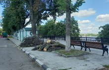 В Ярославле на Волжской набережной вырубают липы