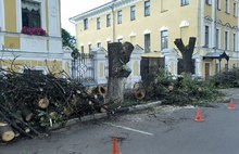 В Ярославле на Волжской набережной вырубают липы