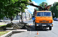 В Ярославле на Советской площади взамен спиленных лип посадят новые