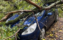 В Ярославле упавшее дерево придавило три автомобиля
